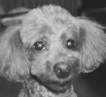 こころみたすペット思い出セレモニーにて葬儀したペットちゃん | 茶々ちゃん