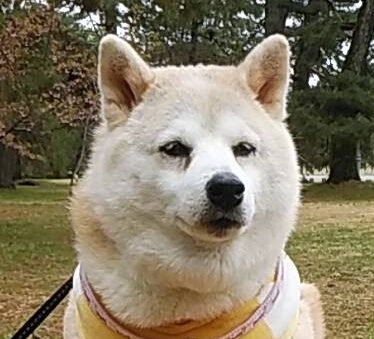 こころみたすペット思い出セレモニーにて葬儀したペットちゃん | 桃果ちゃん