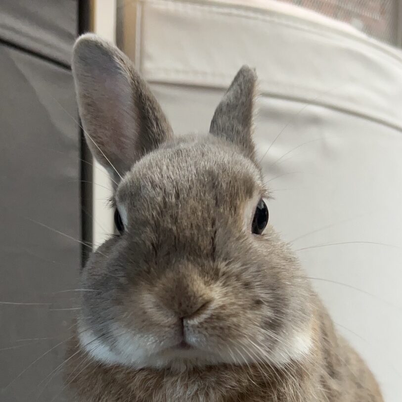 こころみたすペット思い出セレモニーにて葬儀したペットちゃん | ももくん