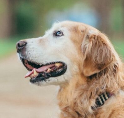 こころみたすペット思い出セレモニーにて葬儀したペットちゃん | キルトくん