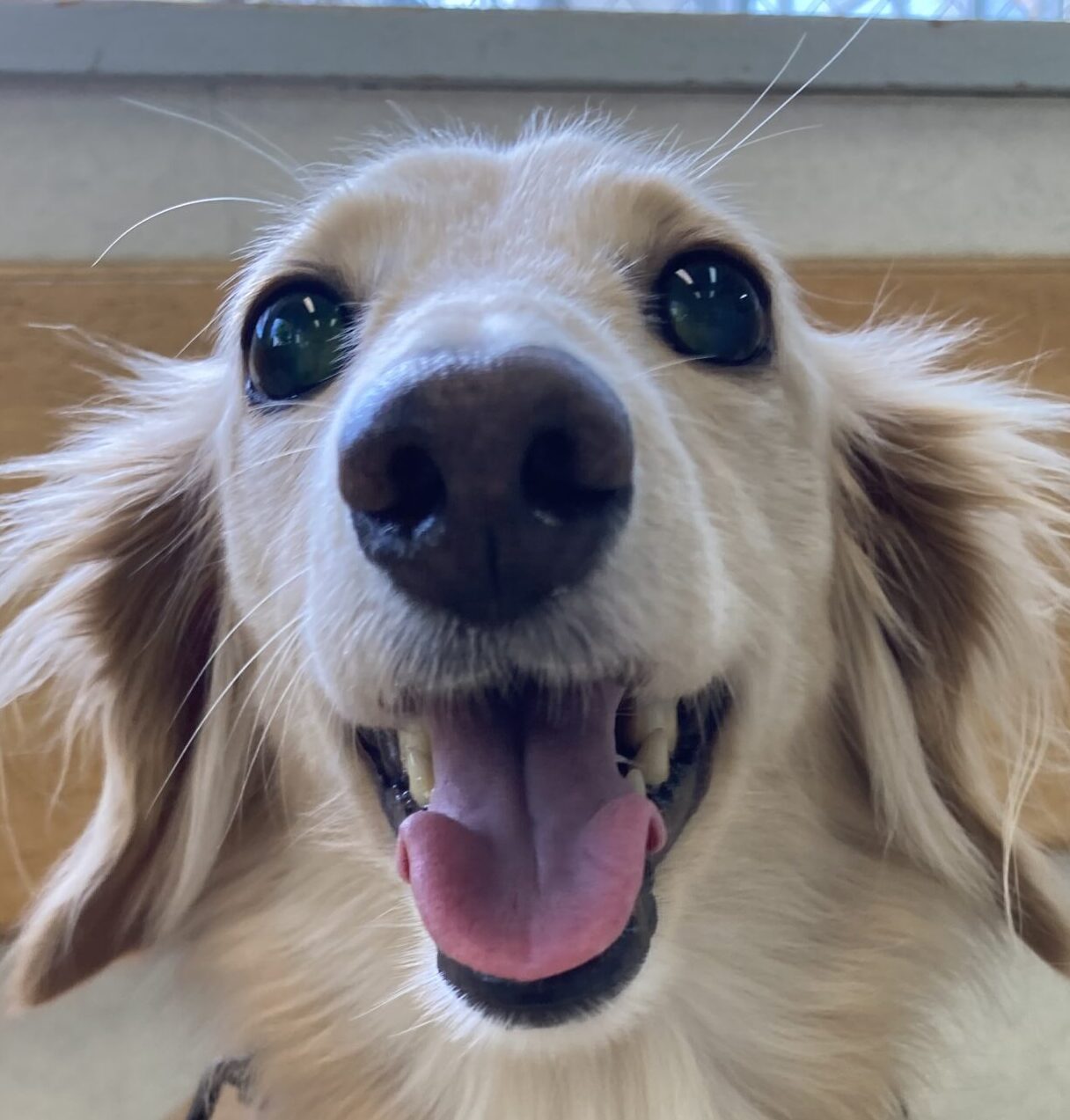 こころみたすペット思い出セレモニーにて葬儀したペットちゃん | ピーナッツちゃん