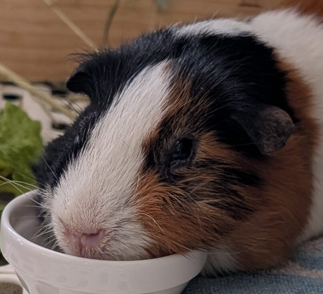 こころみたすペット思い出セレモニーにて葬儀したペットちゃん | ひかるくん