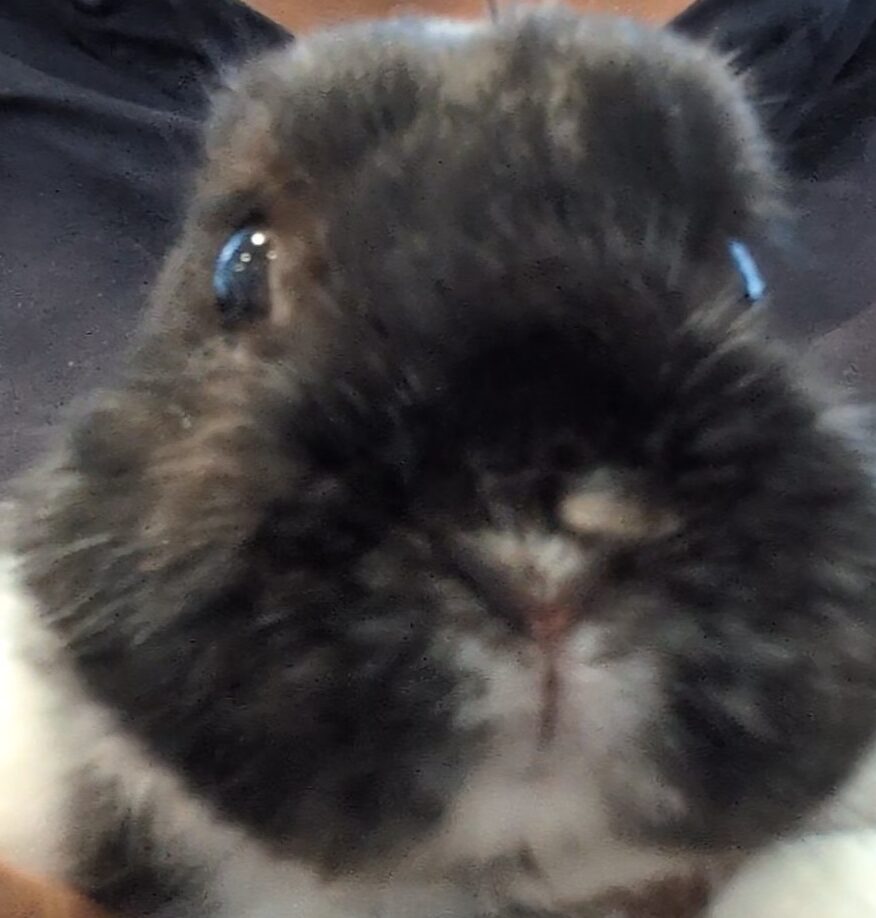 こころみたすペット思い出セレモニーにて葬儀したペットちゃん | チビくん