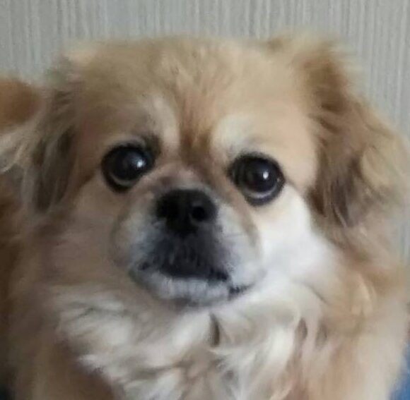 こころみたすペット思い出セレモニーにて葬儀したペットちゃん | ミミちゃん