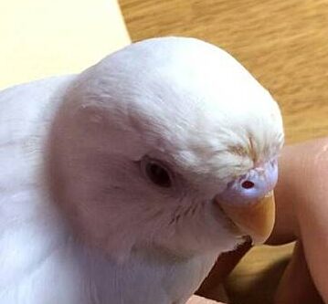 こころみたすペット思い出セレモニーにて葬儀したペットちゃん | そらくん