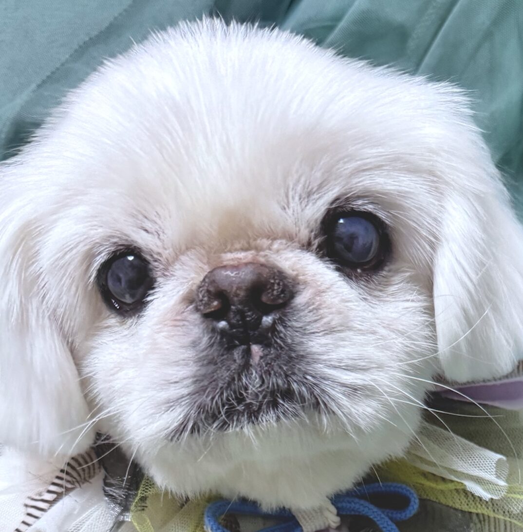 こころみたすペット思い出セレモニーにて葬儀したペットちゃん | モコくん