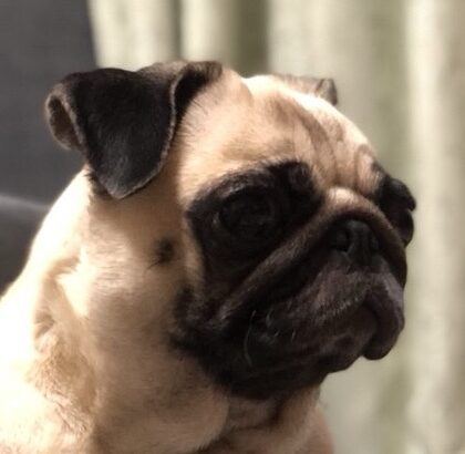 こころみたすペット思い出セレモニーにて葬儀したペットちゃん | ボビちゃん