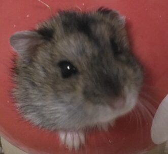 こころみたすペット思い出セレモニーにて葬儀したペットちゃん | ジャンジャンくん