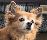 こころみたすペット思い出セレモニーにて葬儀したペットちゃん | ペロくん