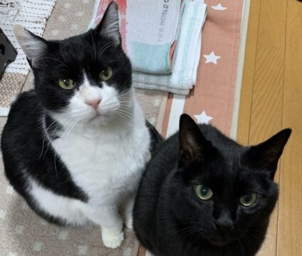 こころみたすペット思い出セレモニーにて葬儀したペットちゃん | ハルくん