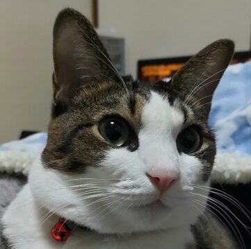 こころみたすペット思い出セレモニーにて葬儀したペットちゃん | こなつちゃん