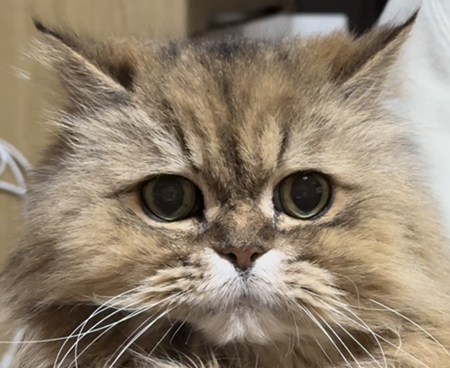 こころみたすペット思い出セレモニーにて葬儀したペットちゃん | リキくん