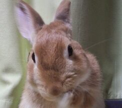 こころみたすペット思い出セレモニーにて葬儀したペットちゃん | みかんくん