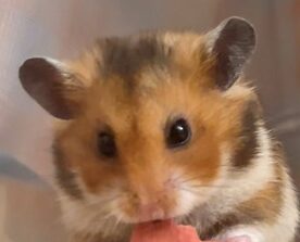 こころみたすペット思い出セレモニーにて葬儀したペットちゃん | 榛子くん