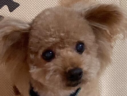 こころみたすペット思い出セレモニーにて葬儀したペットちゃん | てっちゃん