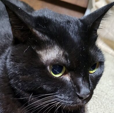 こころみたすペット思い出セレモニーにて葬儀したペットちゃん | ふくちゃん