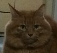 こころみたすペット思い出セレモニーにて葬儀したペットちゃん | ミィくん