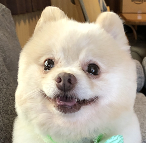 こころみたすペット思い出セレモニーにて葬儀したペットちゃん | エルくん