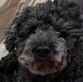 こころみたすペット思い出セレモニーにて葬儀したペットちゃん | ヤマトくん