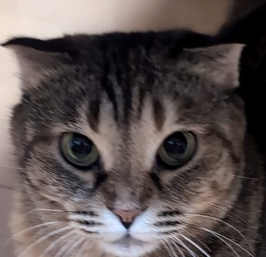 こころみたすペット思い出セレモニーにて葬儀したペットちゃん | 海音ちゃん