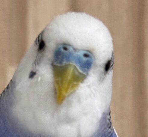 こころみたすペット思い出セレモニーにて葬儀したペットちゃん | トトくん