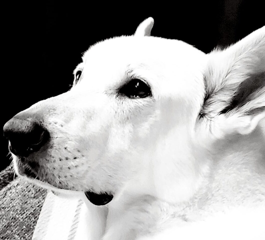 こころみたすペット思い出セレモニーにて葬儀したペットちゃん | アレックスくん