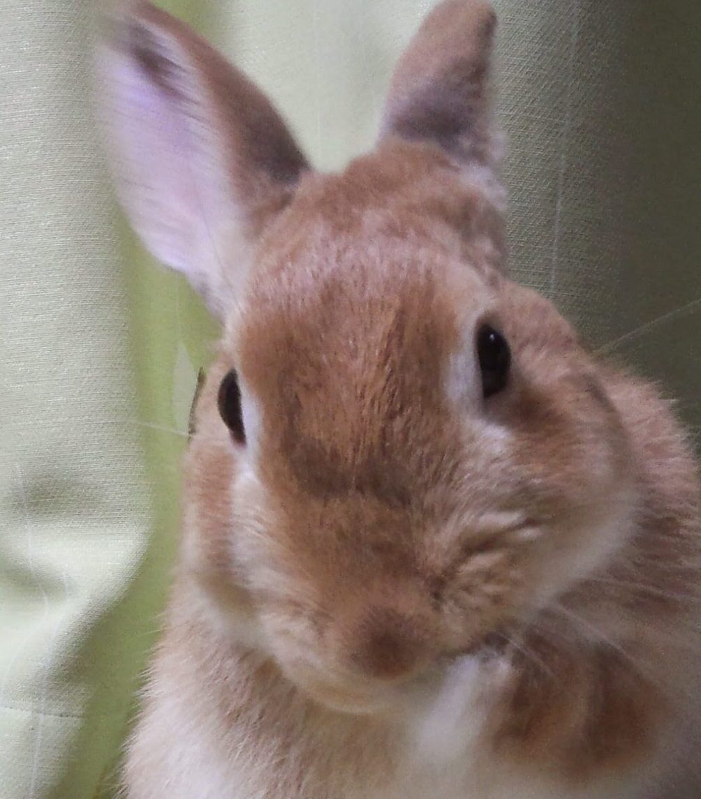 こころみたすペット思い出セレモニーにて葬儀したペットちゃん | みかんくん