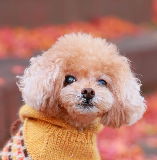 こころみたすペット思い出セレモニーにて葬儀したペットちゃん | くうくん