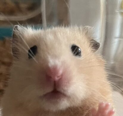 こころみたすペット思い出セレモニーにて葬儀したペットちゃん | ムンくん