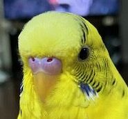 こころみたすペット思い出セレモニーにて葬儀したペットちゃん | チッチちゃん