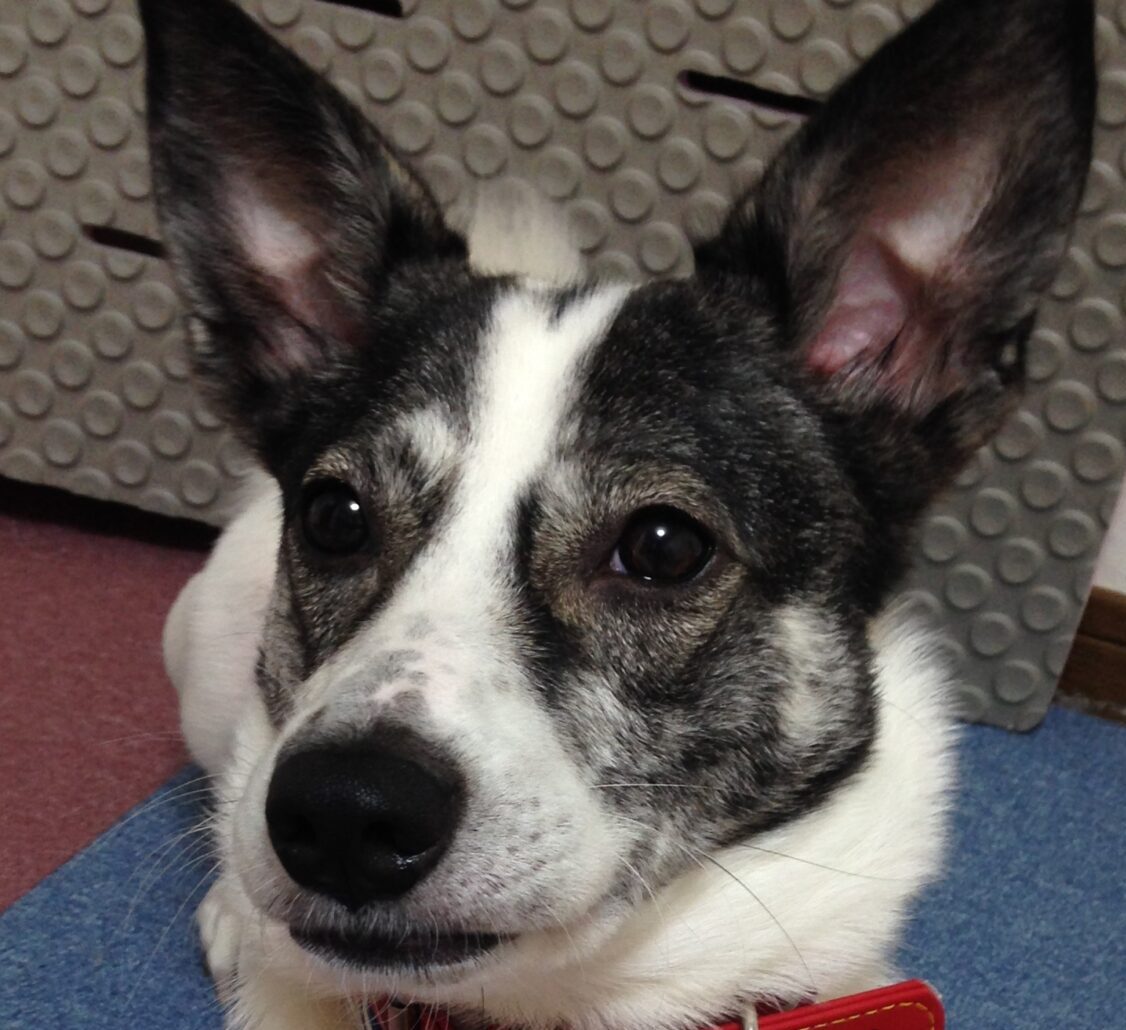 こころみたすペット思い出セレモニーにて葬儀したペットちゃん | きんちゃん