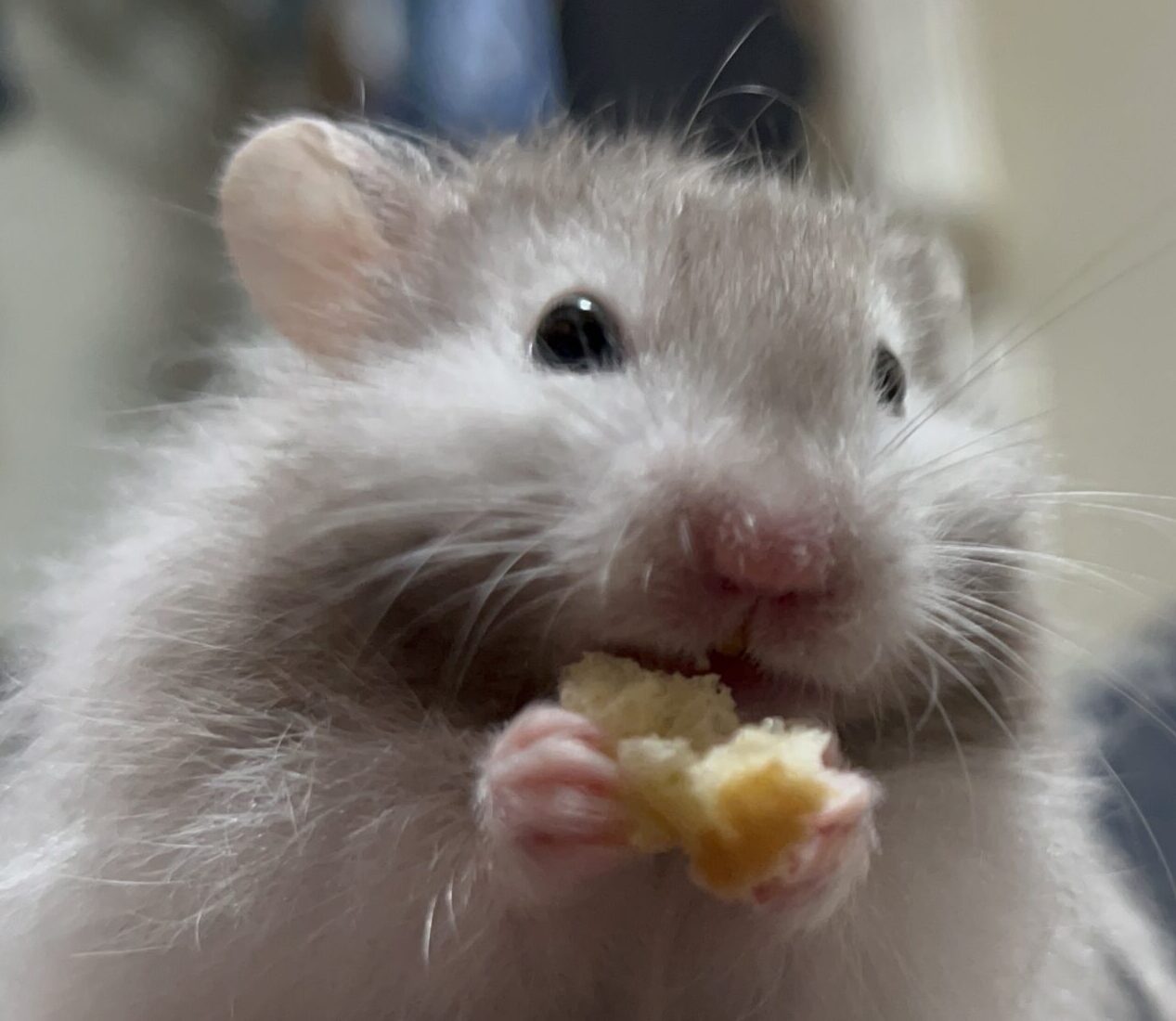 こころみたすペット思い出セレモニーにて葬儀したペットちゃん | いのすけくん