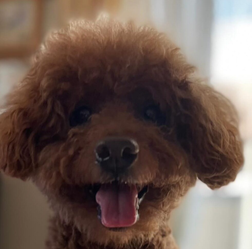 こころみたすペット思い出セレモニーにて葬儀したペットちゃん | chocoaくん