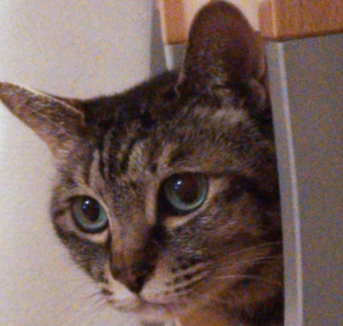 こころみたすペット思い出セレモニーにて葬儀したペットちゃん | 凛ちゃん