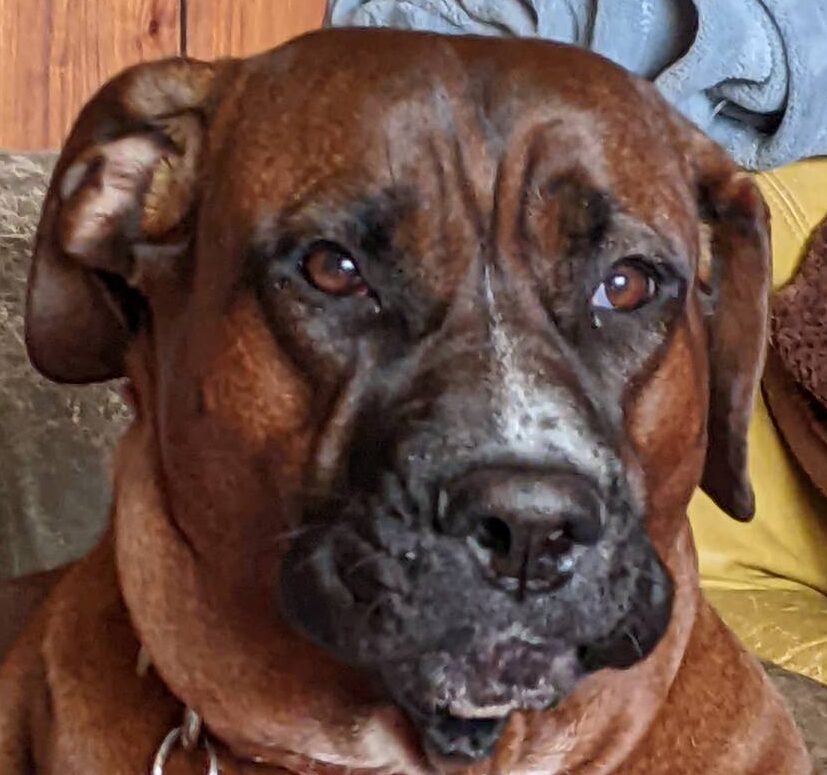 こころみたすペット思い出セレモニーにて葬儀したペットちゃん | 虎奈津ちゃん