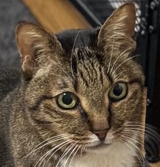 こころみたすペット思い出セレモニーにて葬儀したペットちゃん | そらくん