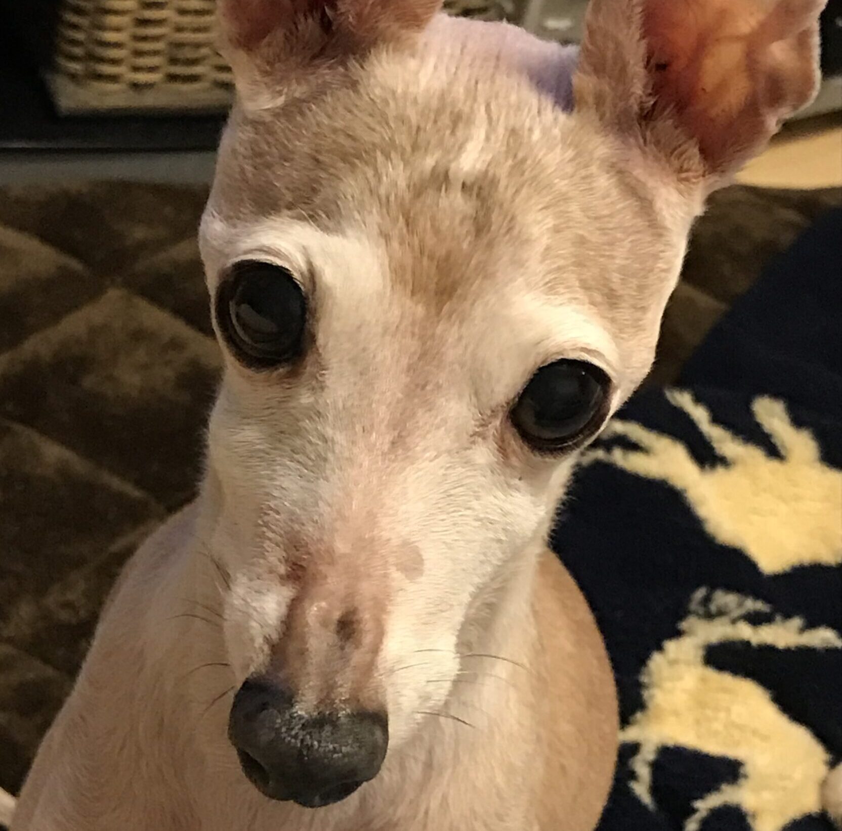 こころみたすペット思い出セレモニーにて葬儀したペットちゃん | ルイちゃん