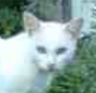 こころみたすペット思い出セレモニーにて葬儀したペットちゃん | 白子ちゃん