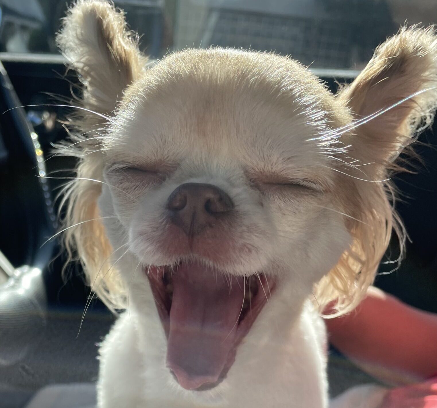 こころみたすペット思い出セレモニーにて葬儀したペットちゃん | モカちゃん