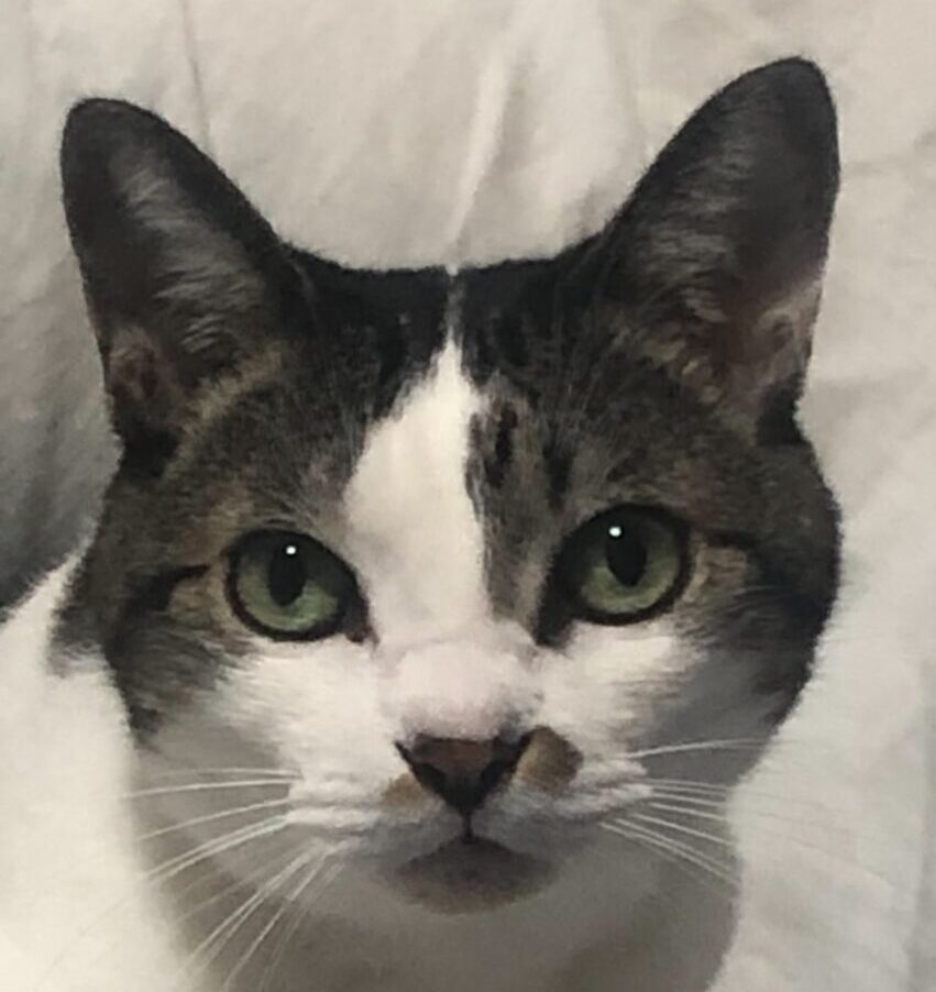 こころみたすペット思い出セレモニーにて葬儀したペットちゃん | エネちゃん