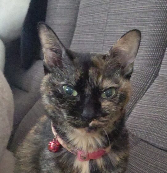 こころみたすペット思い出セレモニーにて葬儀したペットちゃん | あんちゃん