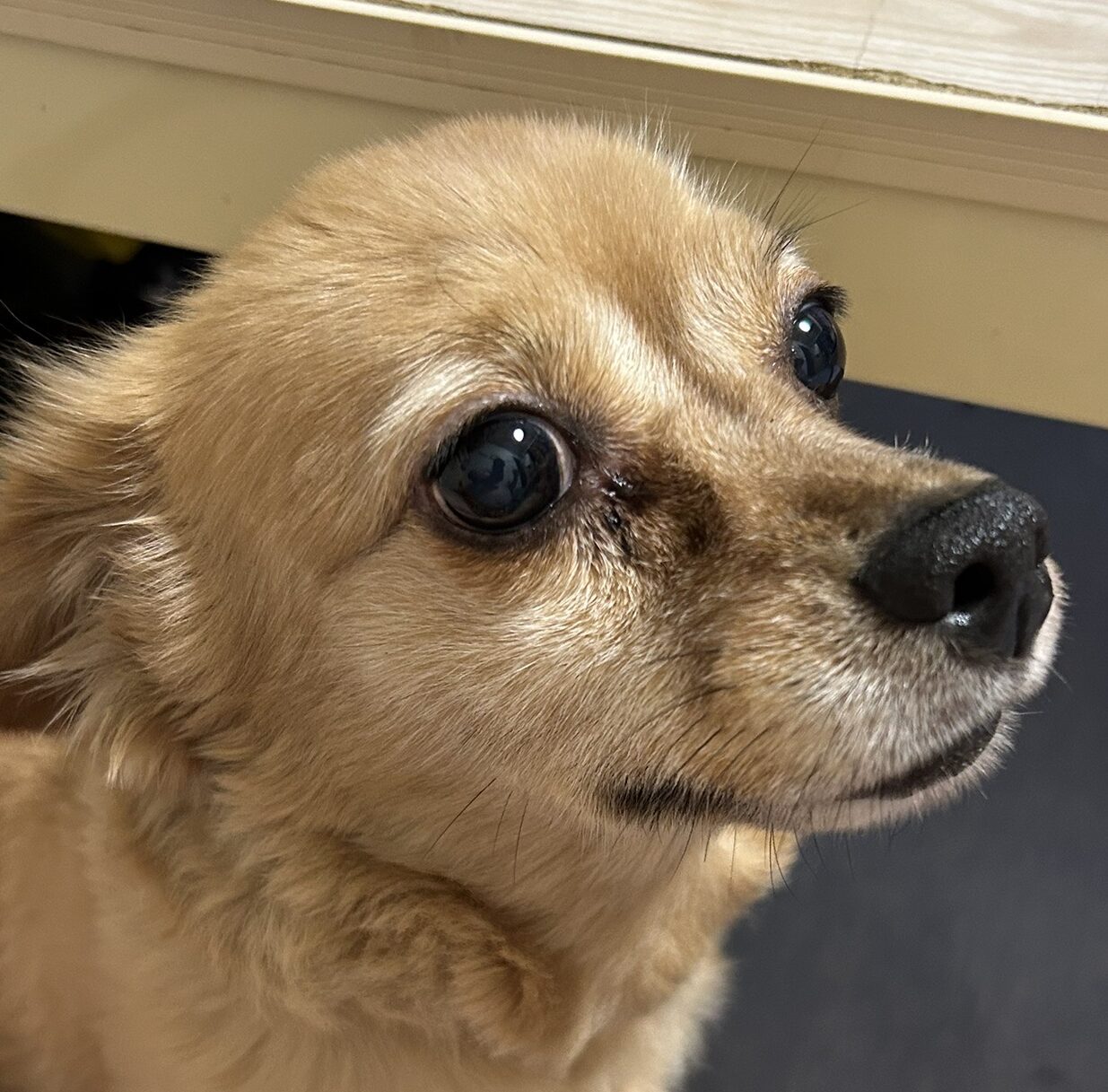 こころみたすペット思い出セレモニーにて葬儀したペットちゃん | ココちゃん