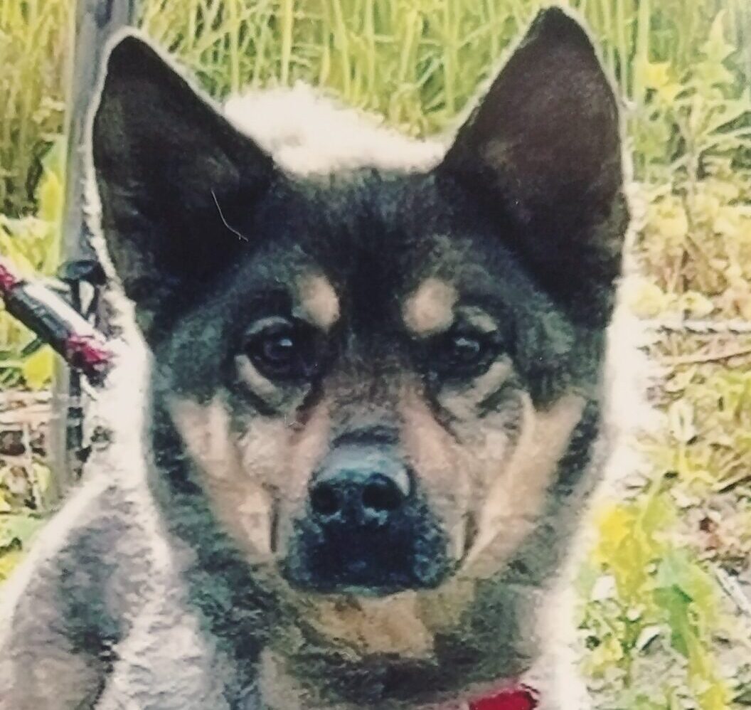 こころみたすペット思い出セレモニーにて葬儀したペットちゃん | さちちゃん