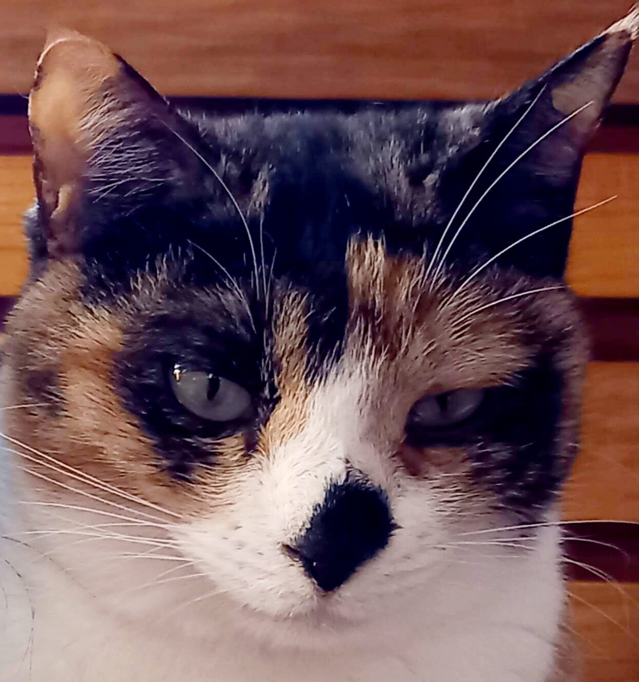 こころみたすペット思い出セレモニーにて葬儀したペットちゃん | ヒメちゃん