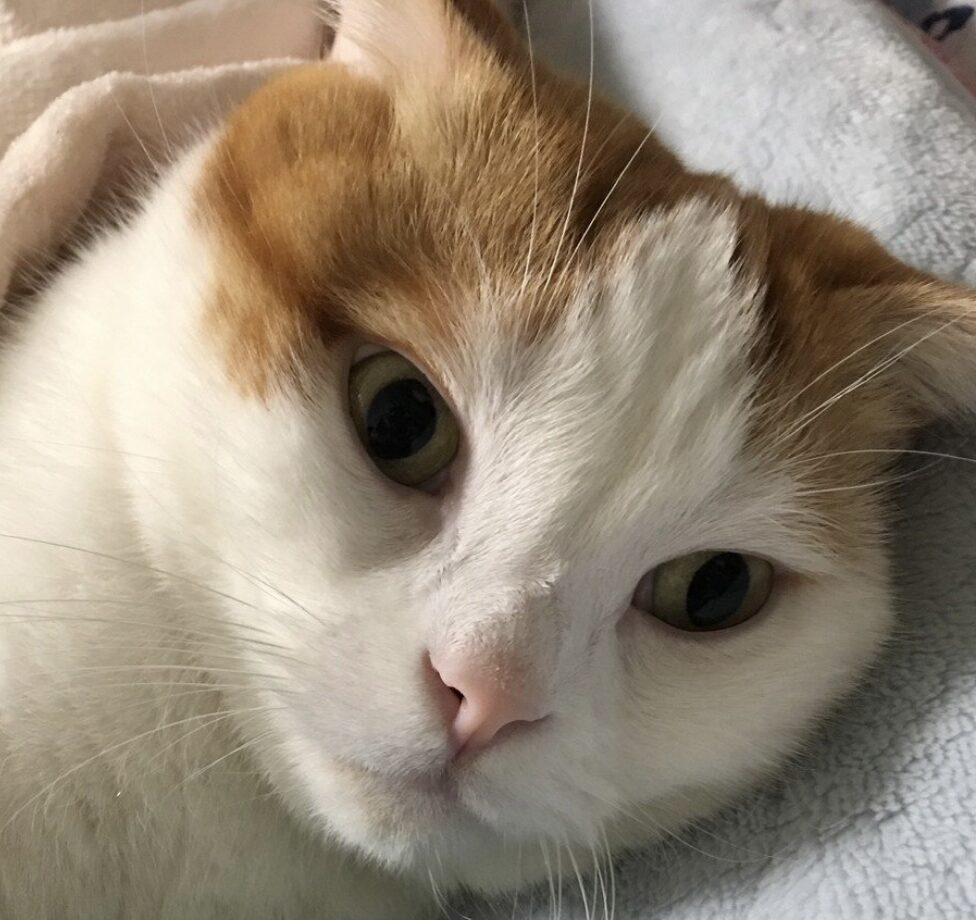 こころみたすペット思い出セレモニーにて葬儀したペットちゃん | ぷりんくん