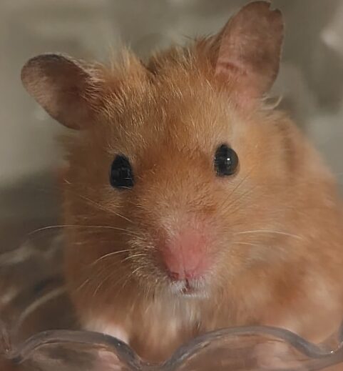 こころみたすペット思い出セレモニーにて葬儀したペットちゃん | すいかくん