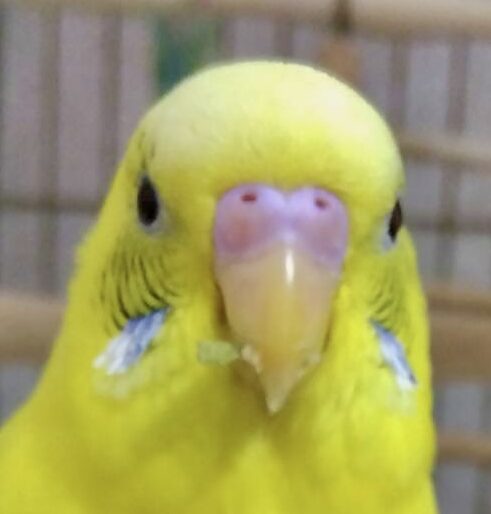 こころみたすペット思い出セレモニーにて葬儀したペットちゃん | レモンくん