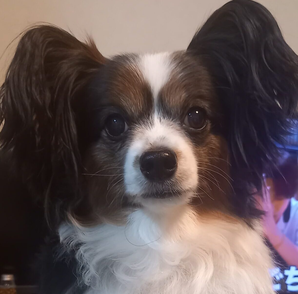 こころみたすペット思い出セレモニーにて葬儀したペットちゃん | メイくん