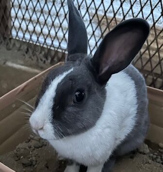 こころみたすペット思い出セレモニーにて葬儀したペットちゃん | くろみつちゃん