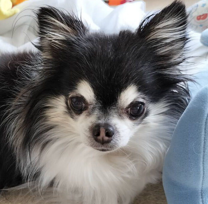 こころみたすペット思い出セレモニーにて葬儀したペットちゃん | バロックくん